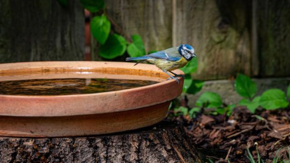 How to Repurpose a Bird Bath: Creative Ideas to Transform Your Garden