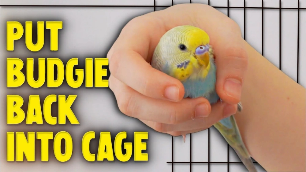 How to Get Your Bird Back in the Cage: Easy Tips That Work