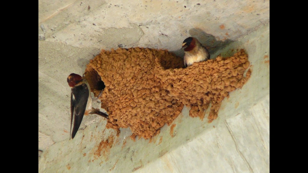 How to Keep Birds from Building Mud Nests on Porch: Proven Tips