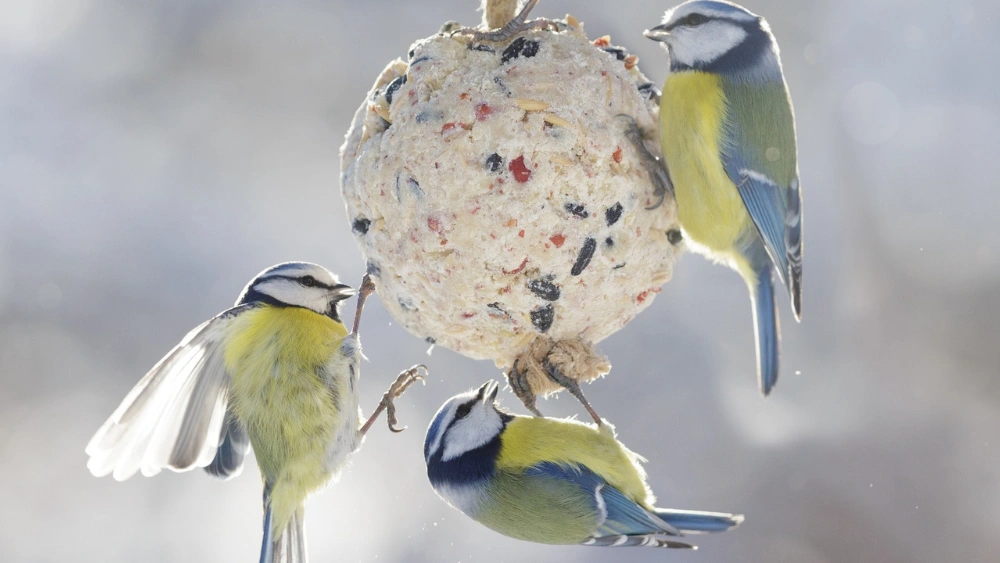 How Do You Hang Suet for Birds: Easy Tips for Perfect Placement