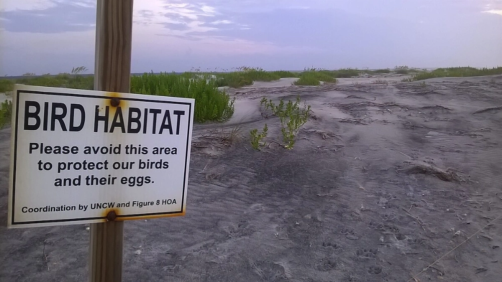 How to Protect Birds Habitat: Essential Tips for Lasting Conservation