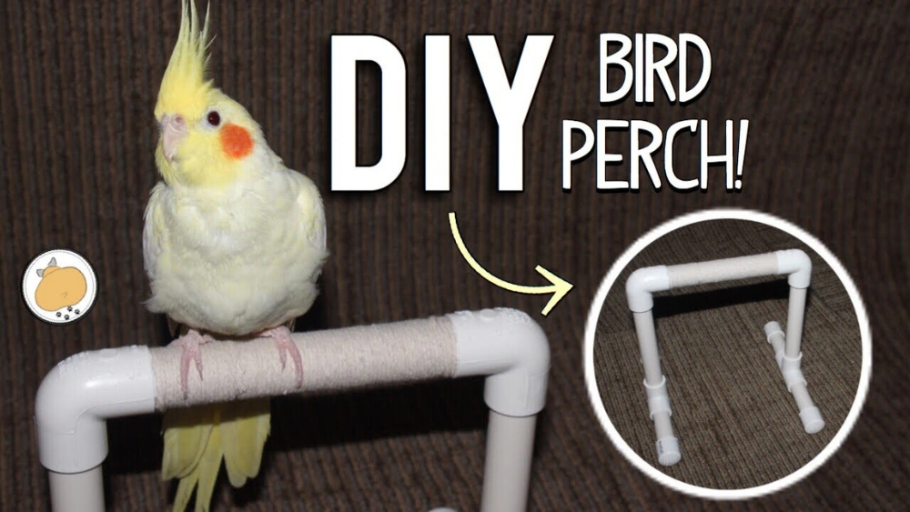 How to Make a Homemade Bird Perch: Easy DIY Steps for Beginners