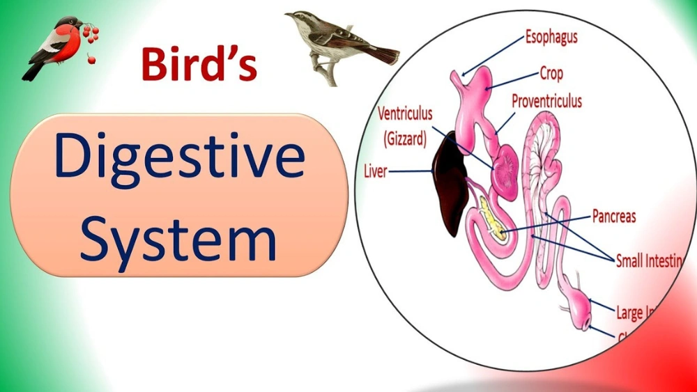 How Does a Bird Digest Food: Unveiling Nature’s Secret Process