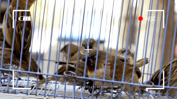 How Often Should You Clean a Bird Cage: Ultimate Hygiene Guide