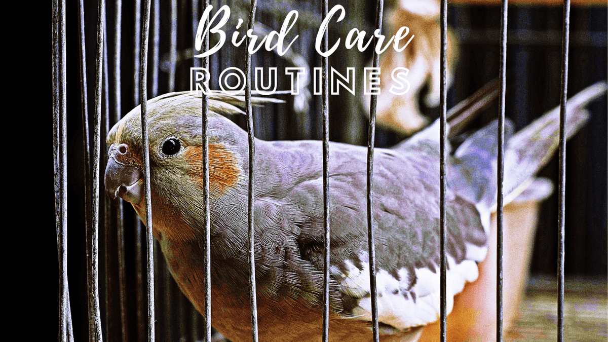 How Often Should You Clean a Bird Cage: Ultimate Hygiene Guide