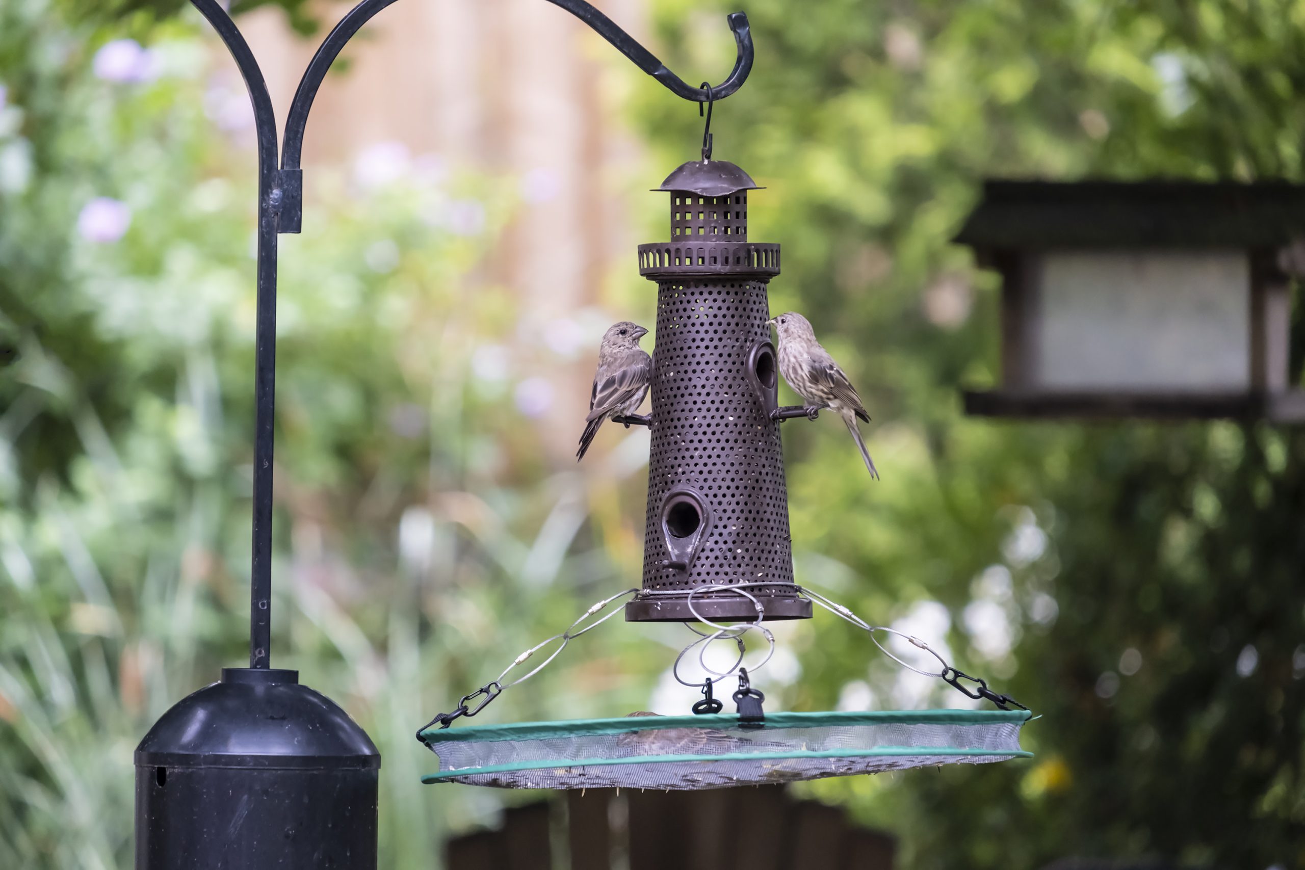 How to Keep Bird Feeder from Swinging: Easy Tips That Work