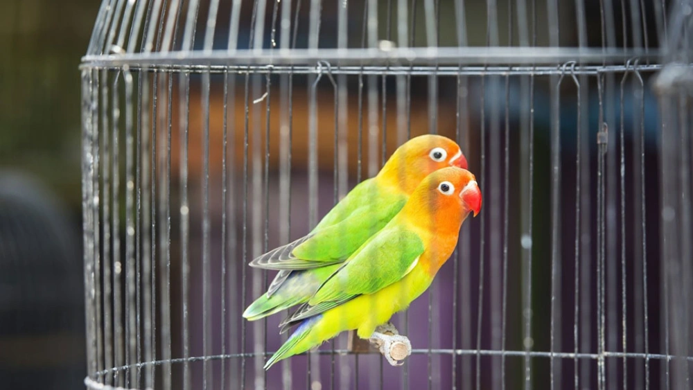 Best Bird Cage for Lovebirds: Top Spacious and Durable Picks