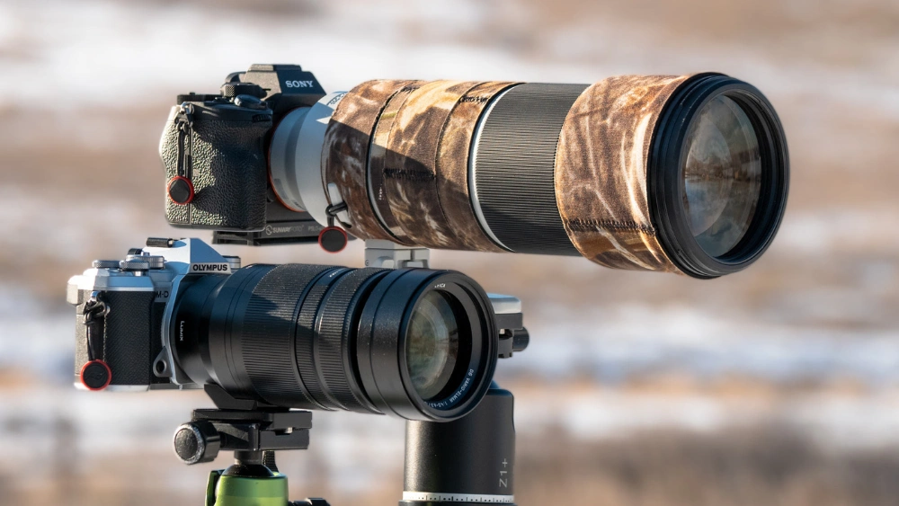 What Camera Should I Buy for Bird Photography: Top Picks Revealed