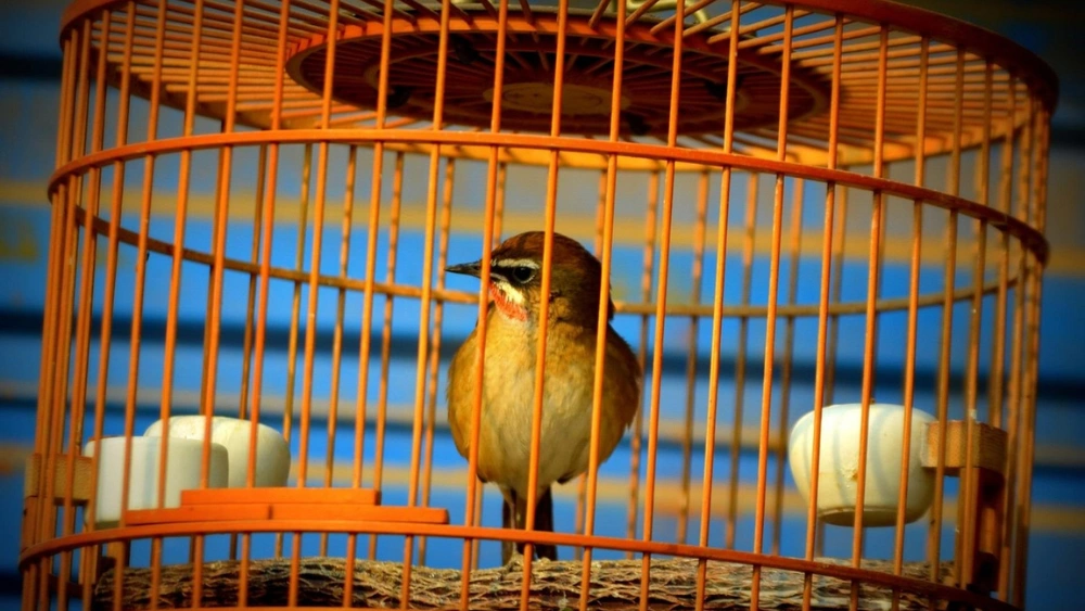 How to Get My Bird Back in His Cage: Easy Tips That Work Fast