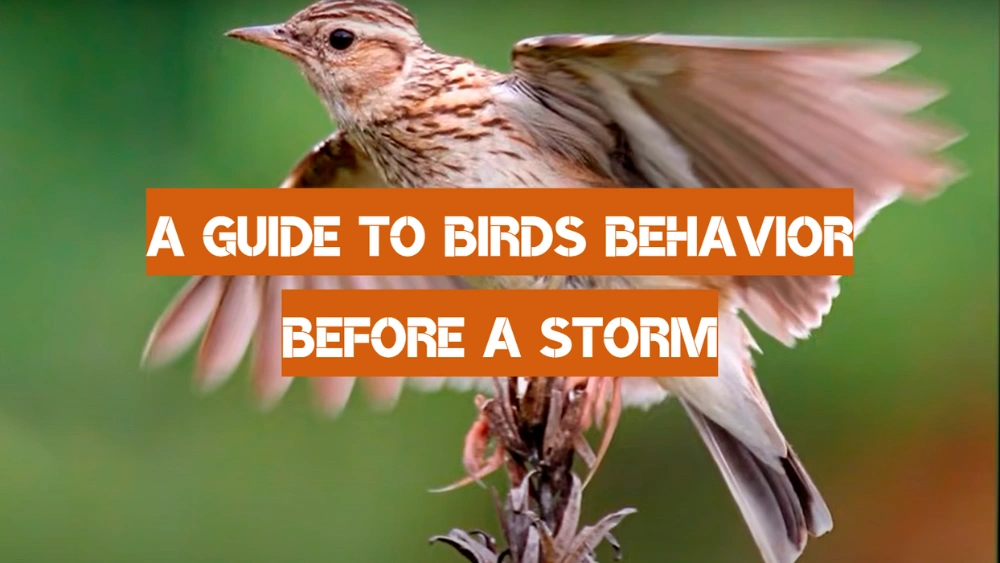 What Bird Behaviors are Influenced by Weather Changes: Surprising Insights