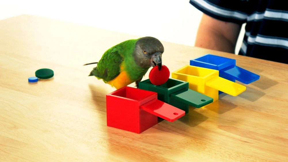 Best Non-Toxic Puzzle Toys for Parrots to Boost Mental Stimulation