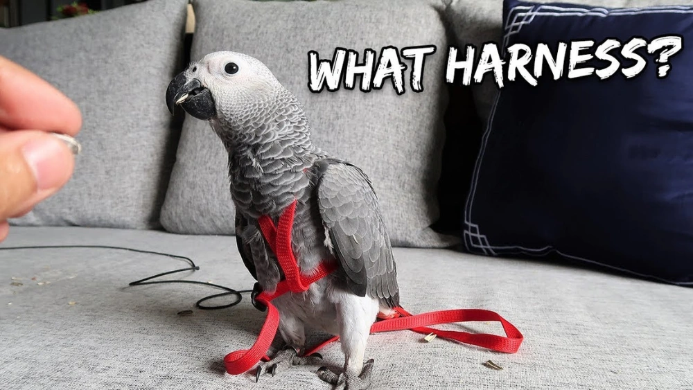 Best Flight Harnesses for African Grey Parrots: Top Safe Outdoor Picks