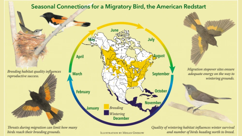 How Does Habitat Fragmentation Affect Migrating Bird Populations: Critical Impact Revealed