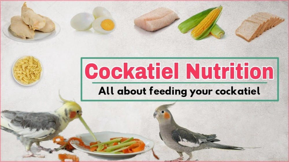 Best Food for Cockatiel Bird: Top Nutritious Blends and Mixes