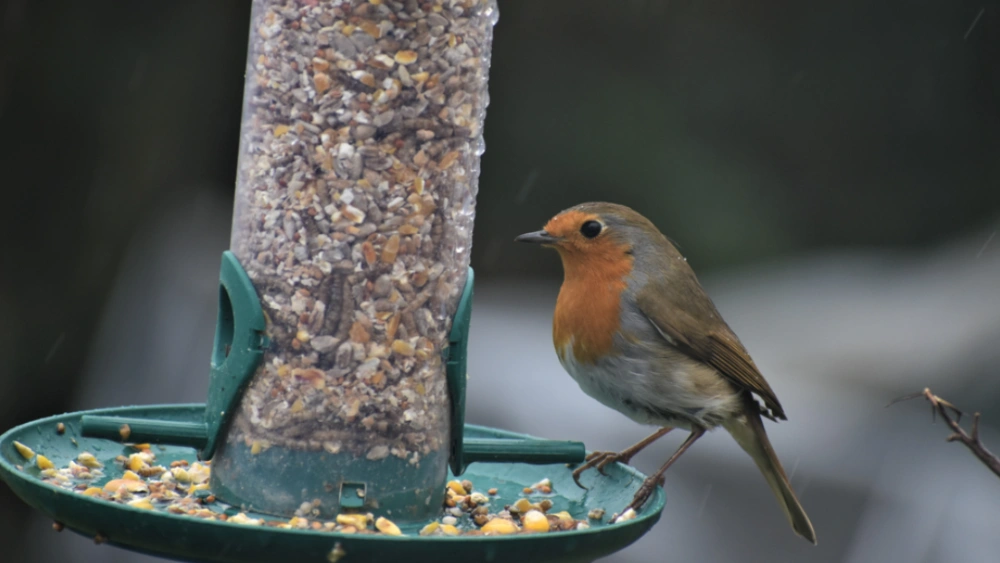 Best Bird Feed for Robins: Top Nutritious Blends They’ll Love