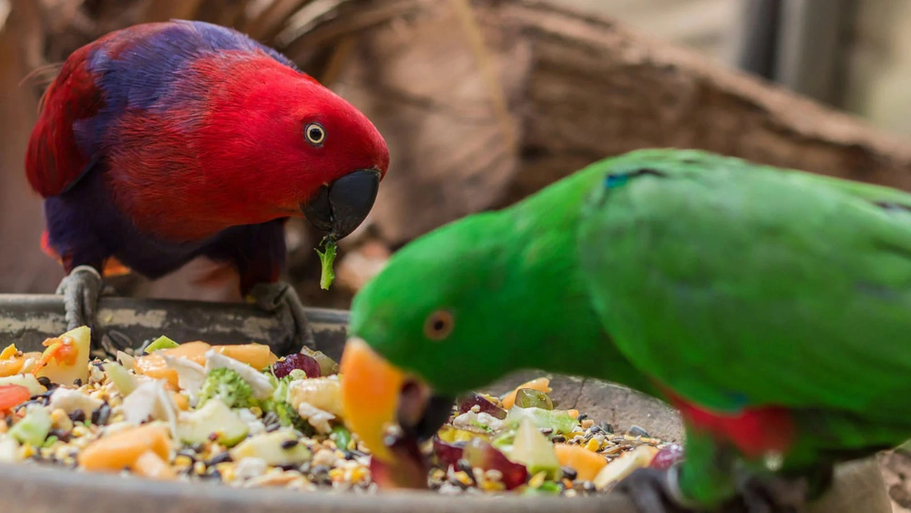 How to Increase Vitamin a in My Elderly Birds Diet: Essential Tips