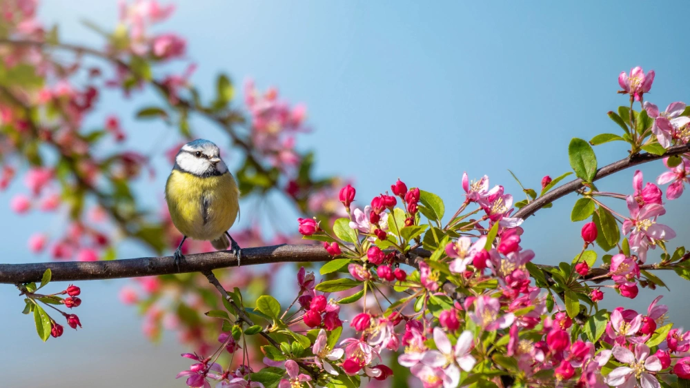 Which Species of Apple Tree is This Bird Perched on: Discover Now!