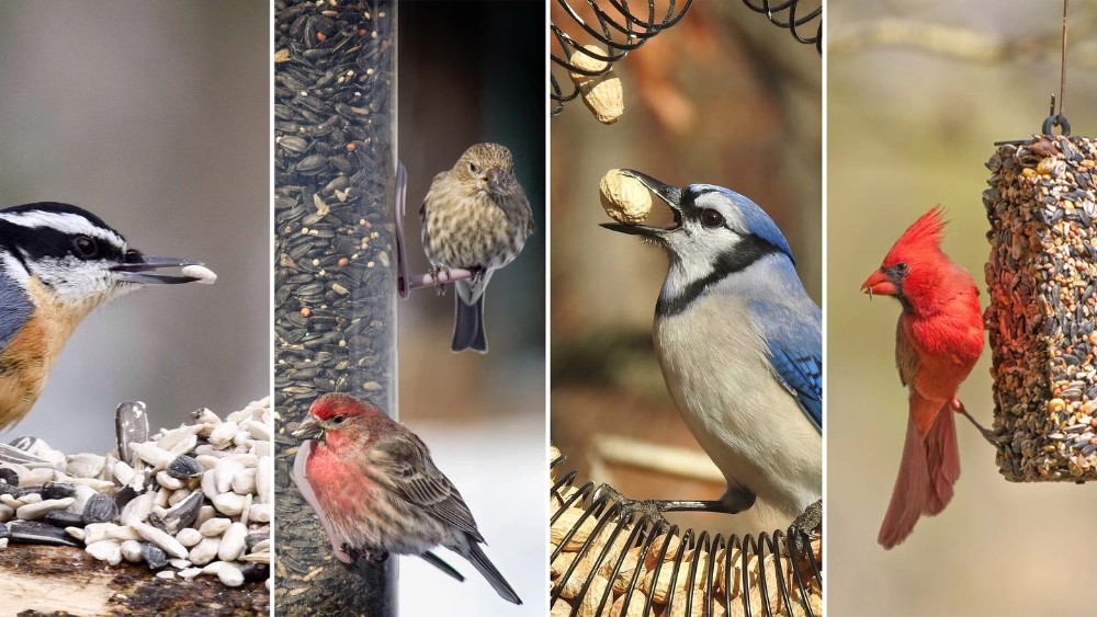 Best Hopper Bird Feeder for Attracting Cardinals and Finches Outdoors
