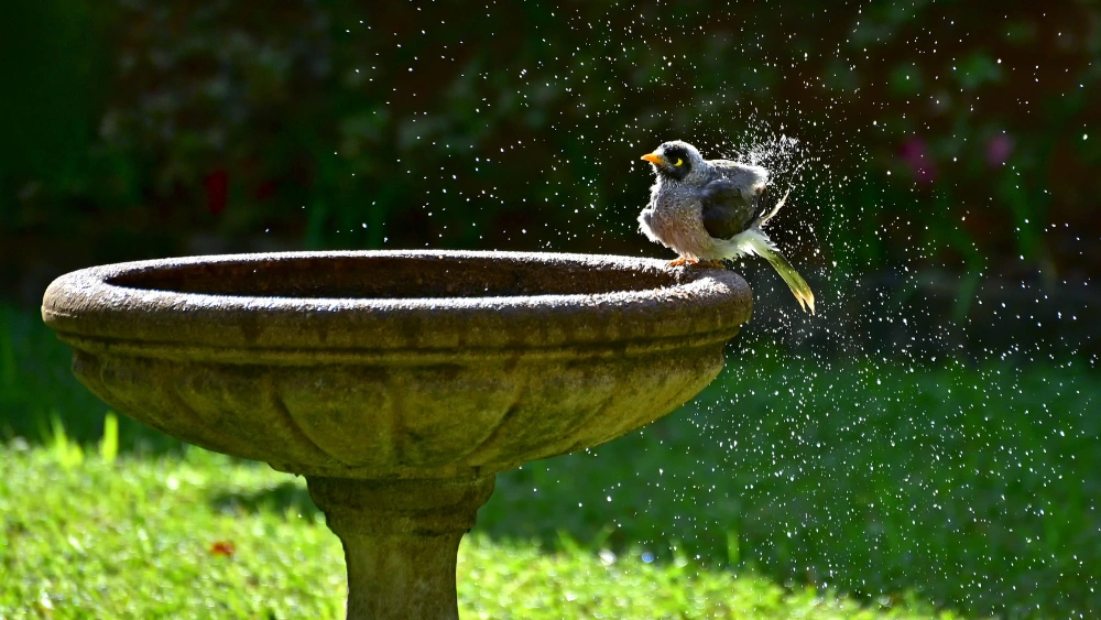 Best Bird Feed for Robins: Top Nutritious Blends They’ll Love