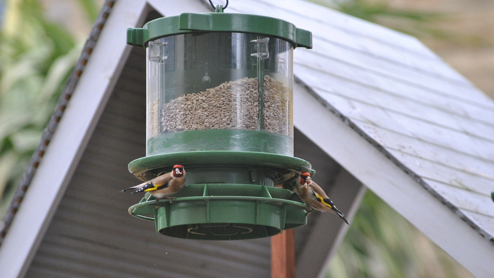 Best Pole-Mounted Bird Feeder Guard to Keep Squirrels Away Easily