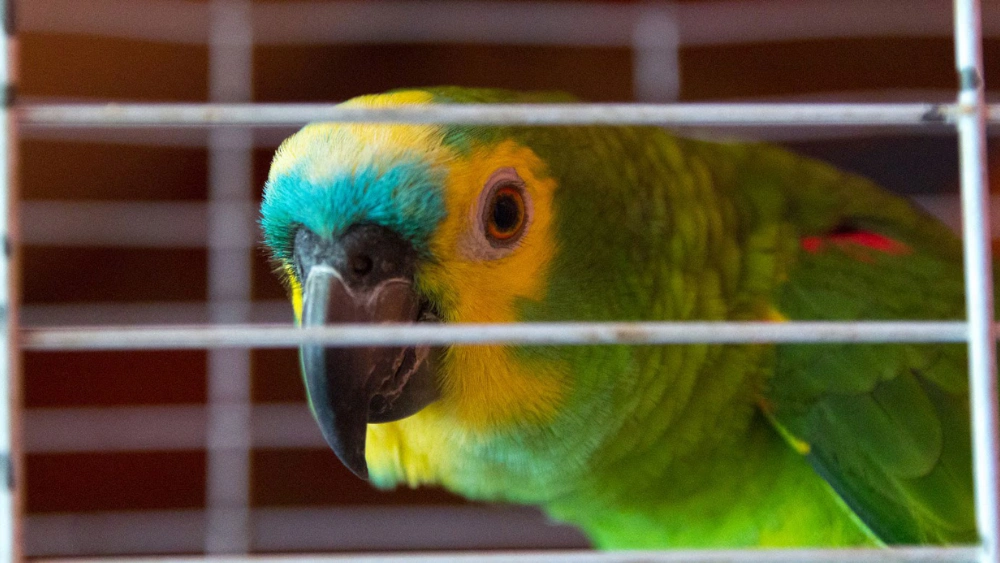 Why is My Bird Biting the Cage Bars: Causes & Solutions Explained