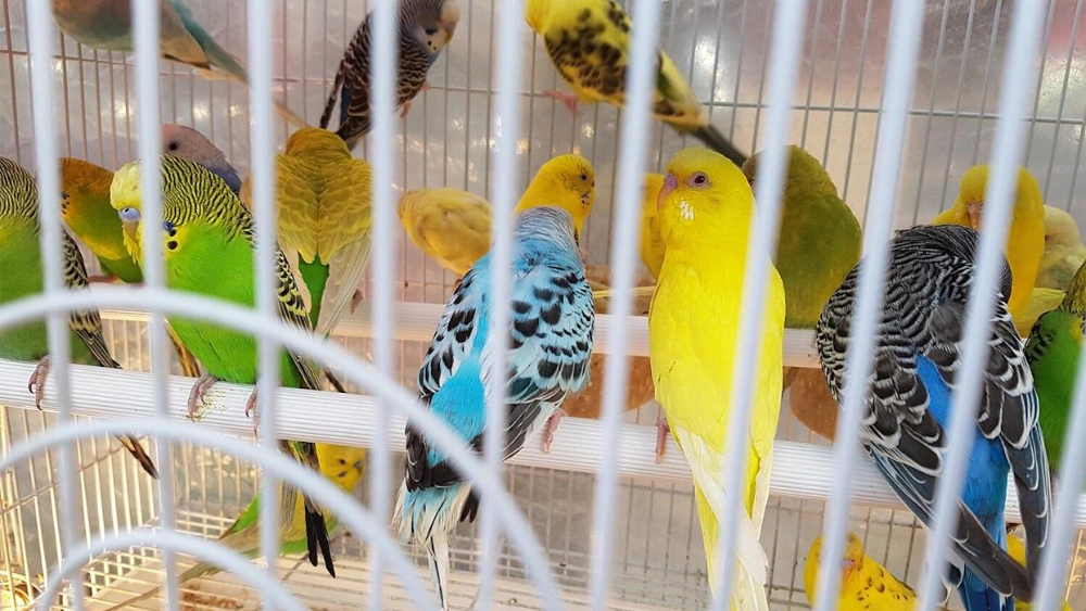 Is It Right to Keep Birds in Cages? Shocking Truth Revealed