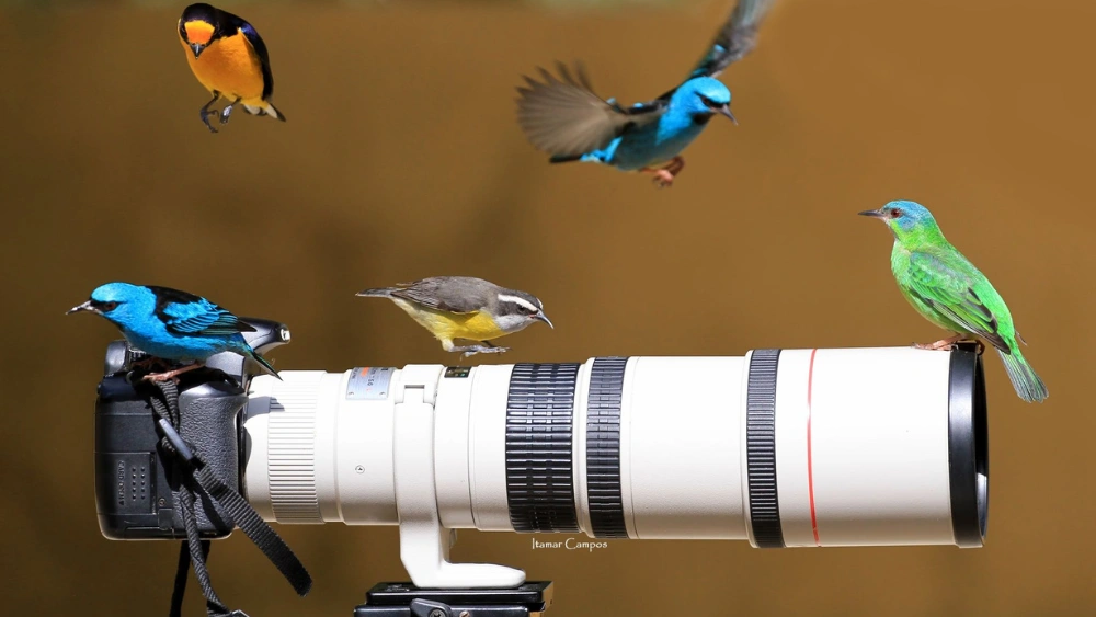 Best Zoom Lenses for Bird Photography: Capture Stunning Wildlife Shots