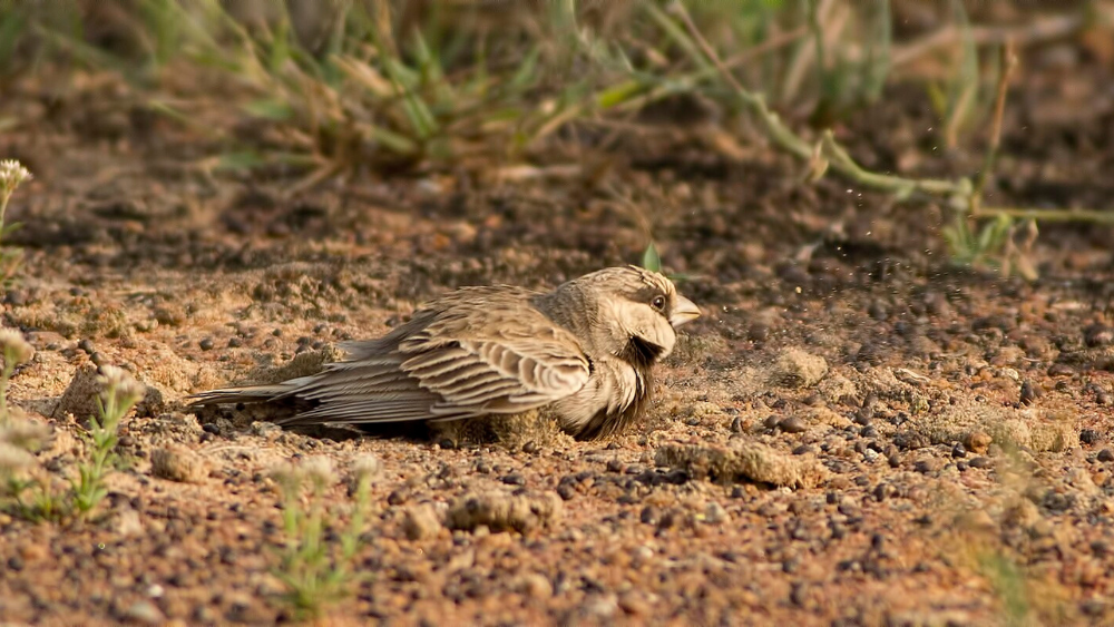 Why Do Birds Take Dust Baths: Surprising Benefits Revealed