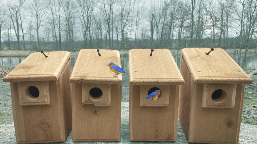 Best Transparent Bird Nesting Boxes for Parakeets, Budgies, and Cockatiels