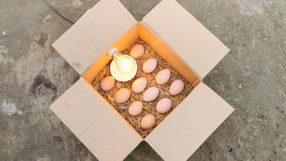 How to Keep a Bird Egg Warm Without an Incubator: Easy DIY Tips