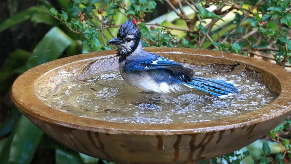 How Deep Should Bird Bath Be: Essential Guide for Perfect Depth