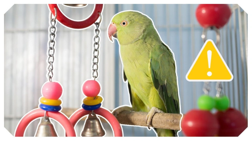 Best Large Bird Toys to Keep Your Parrot Happy and Engaged