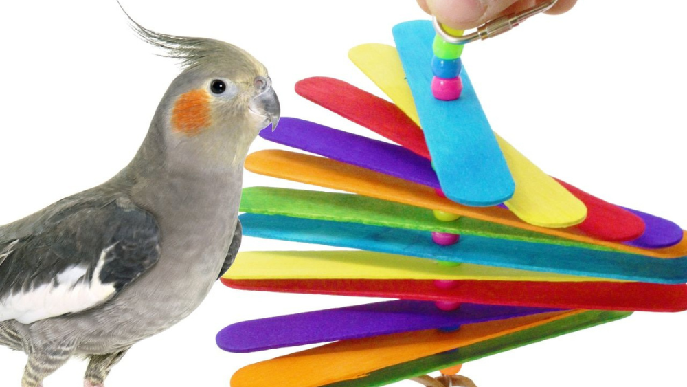 How to Introduce Birds to New Toys: Expert Tips for Success
