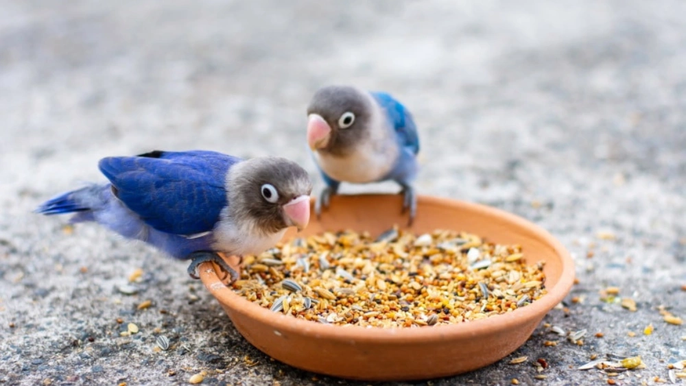 How Do Birds Get Their Food: Surprising Ways They Hunt & Gather